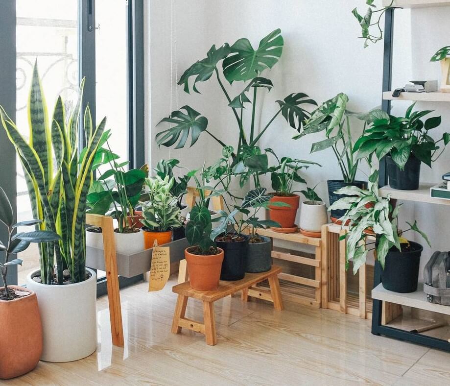 Indoor Plants